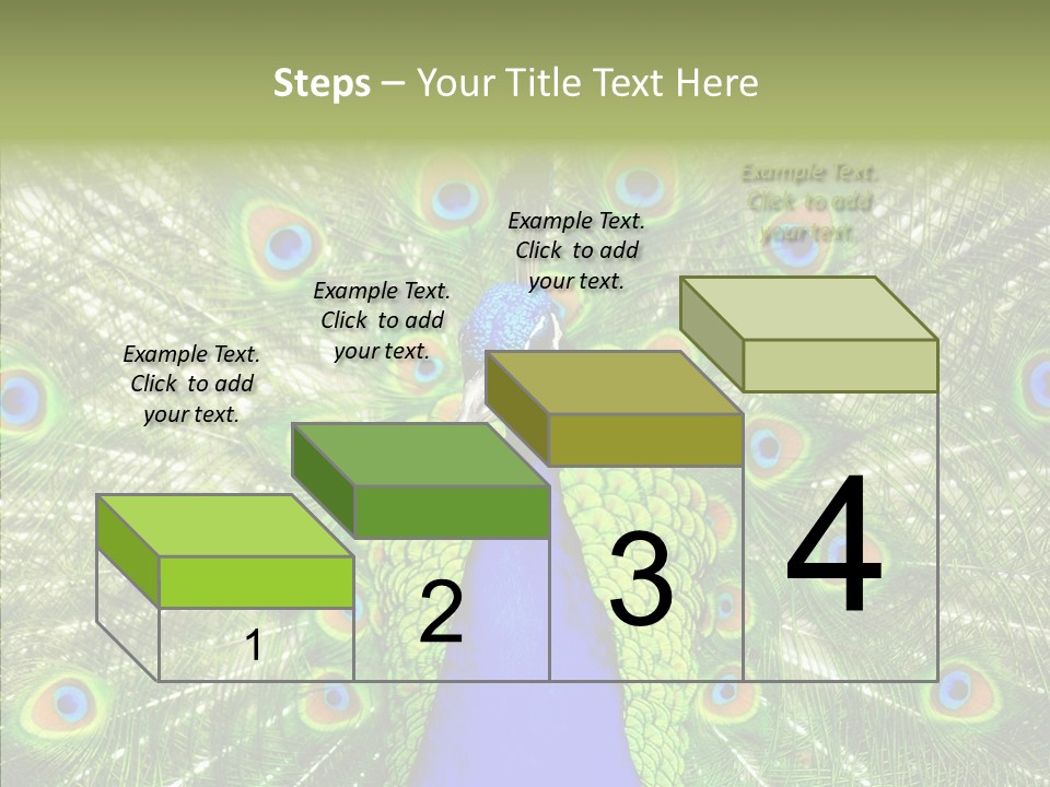 Peacock Peahen Cristatus PowerPoint Template