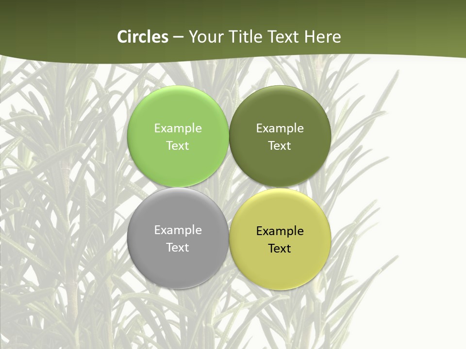 Tree Evergreen Spice PowerPoint Template