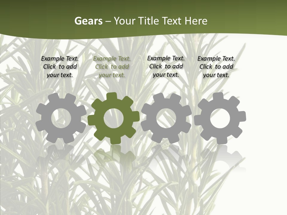 Tree Evergreen Spice PowerPoint Template