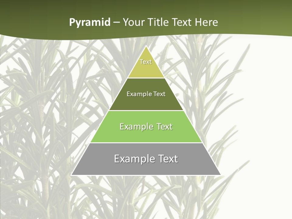 Tree Evergreen Spice PowerPoint Template