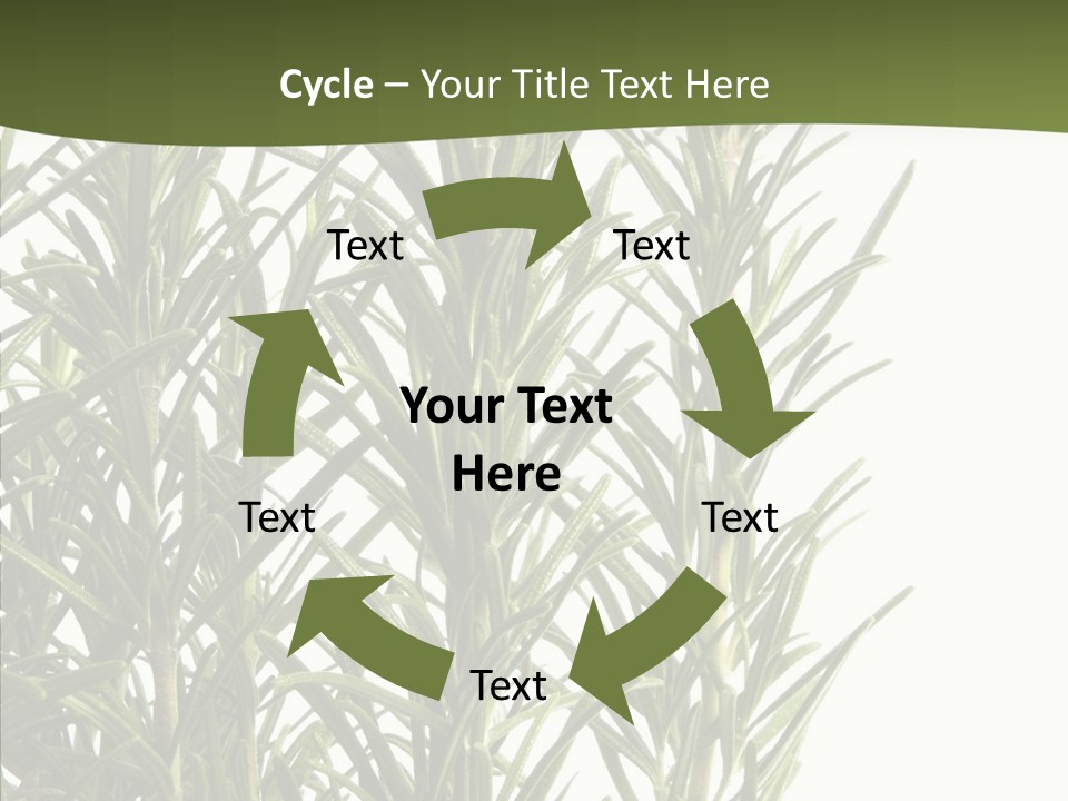 Tree Evergreen Spice PowerPoint Template