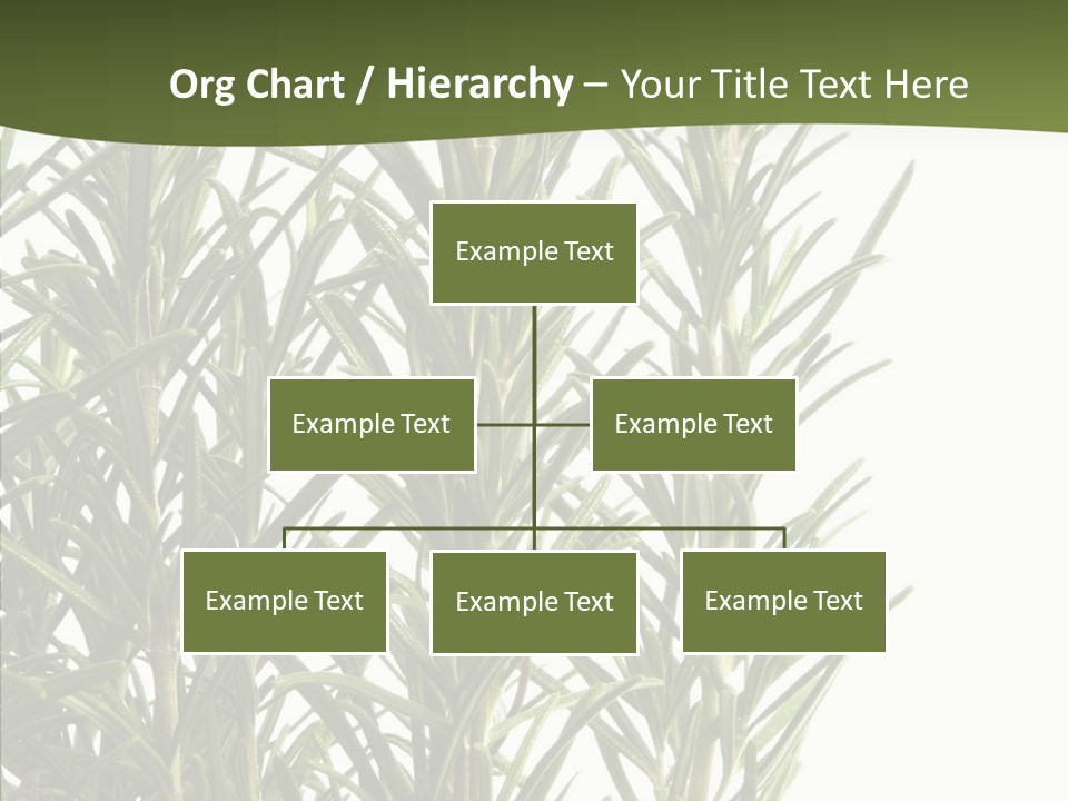Tree Evergreen Spice PowerPoint Template