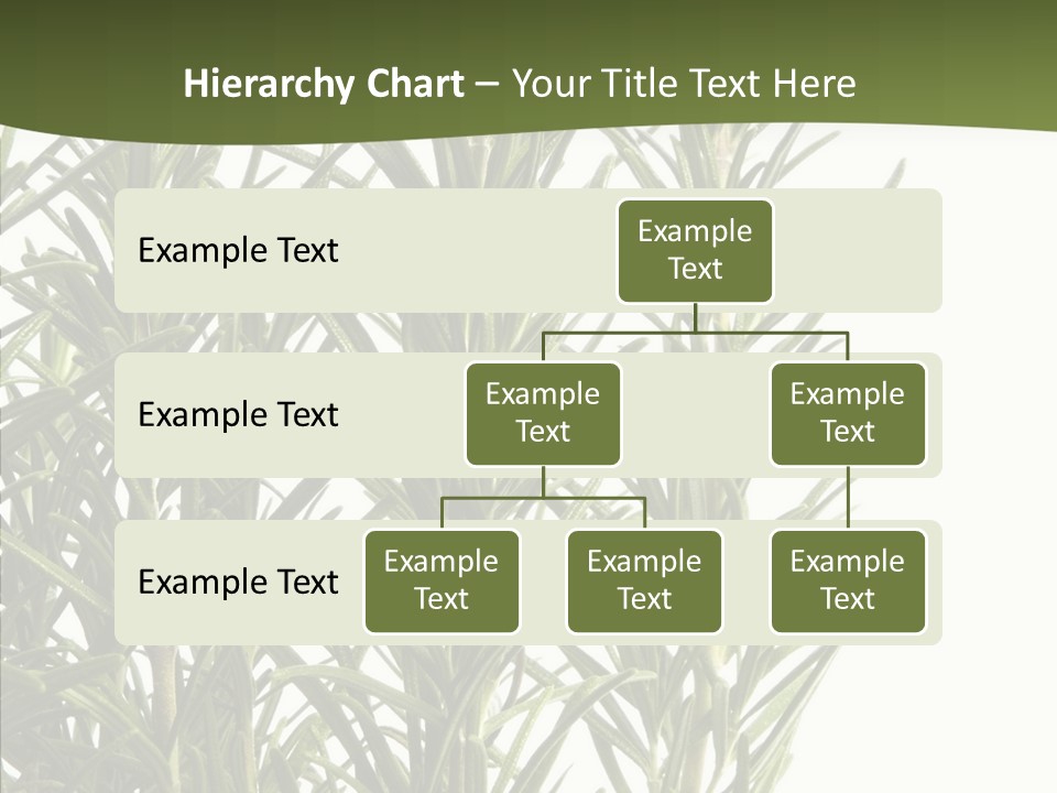 Tree Evergreen Spice PowerPoint Template