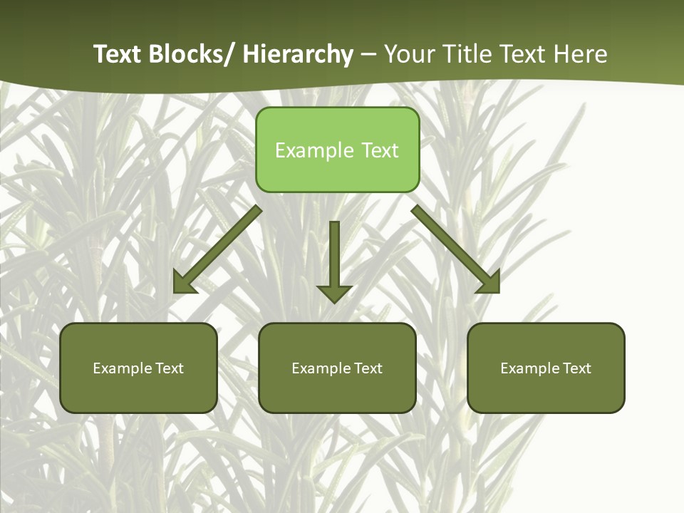 Tree Evergreen Spice PowerPoint Template