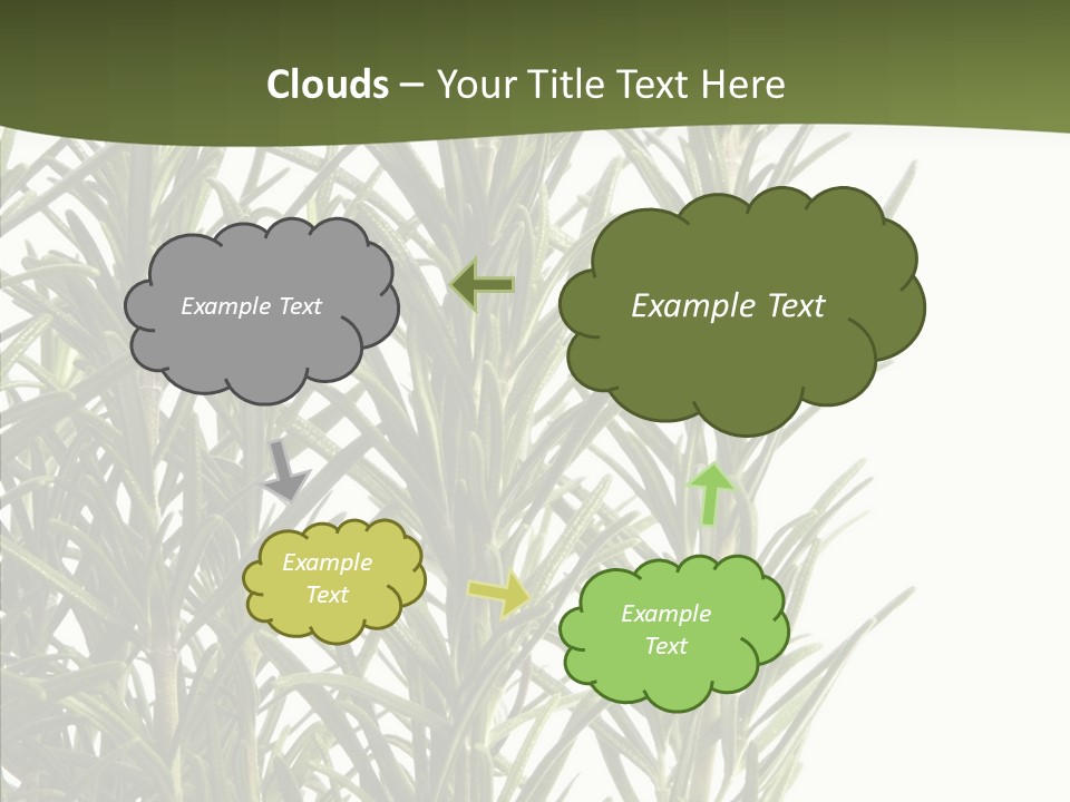 Tree Evergreen Spice PowerPoint Template
