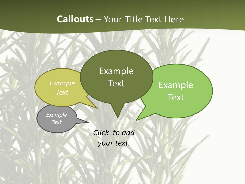 Tree Evergreen Spice PowerPoint Template