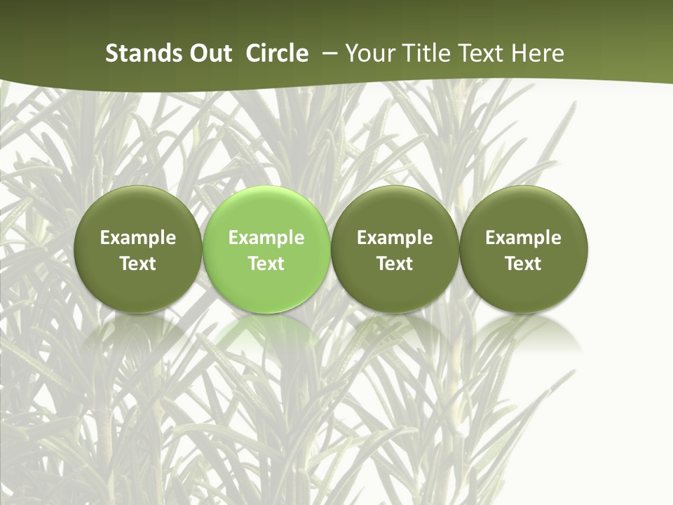 Tree Evergreen Spice PowerPoint Template