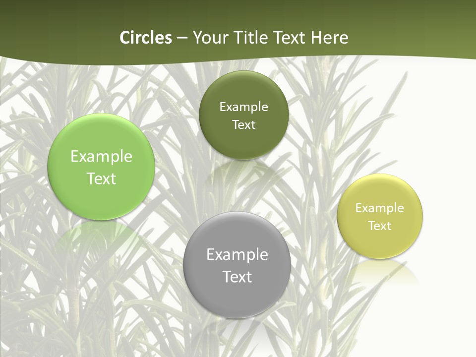 Tree Evergreen Spice PowerPoint Template