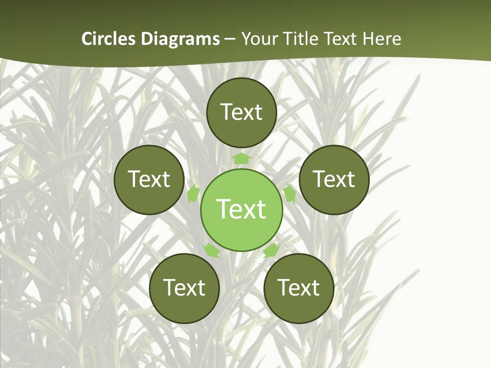 Tree Evergreen Spice PowerPoint Template