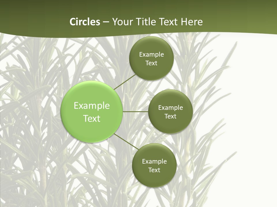 Tree Evergreen Spice PowerPoint Template