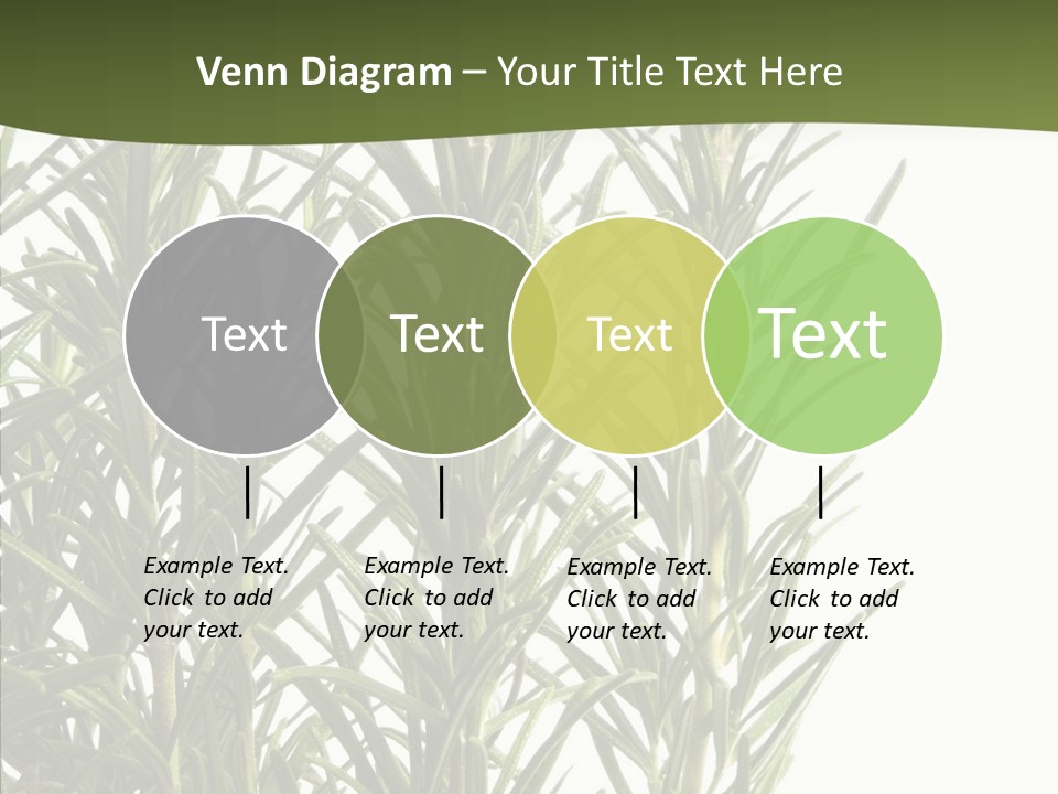Tree Evergreen Spice PowerPoint Template