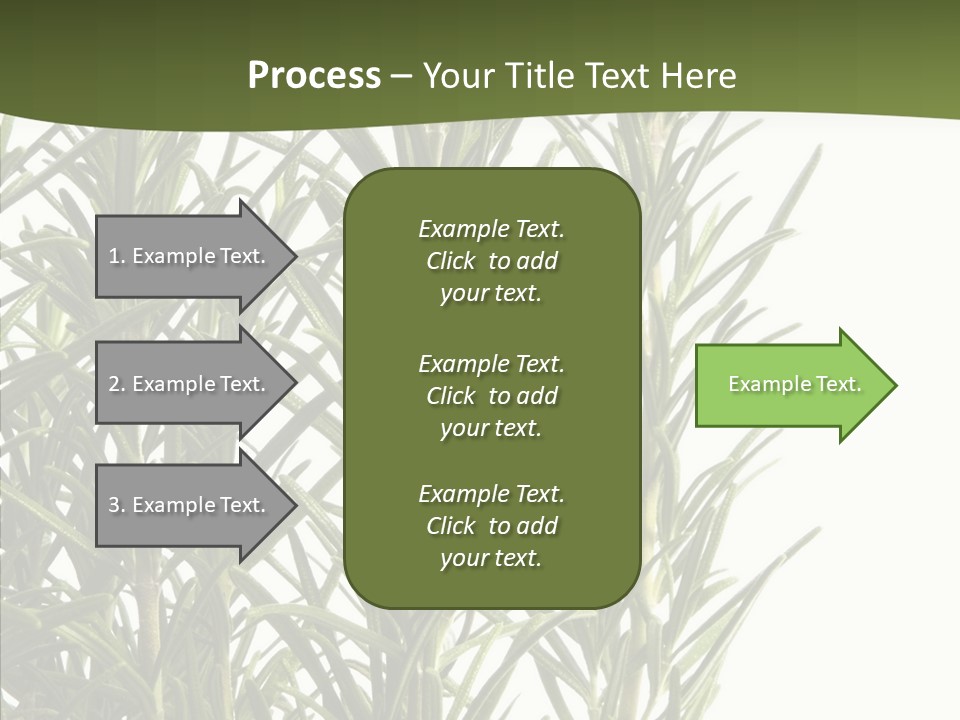 Tree Evergreen Spice PowerPoint Template