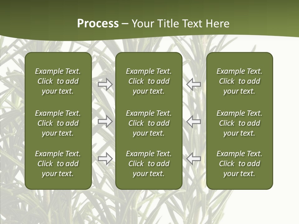 Tree Evergreen Spice PowerPoint Template