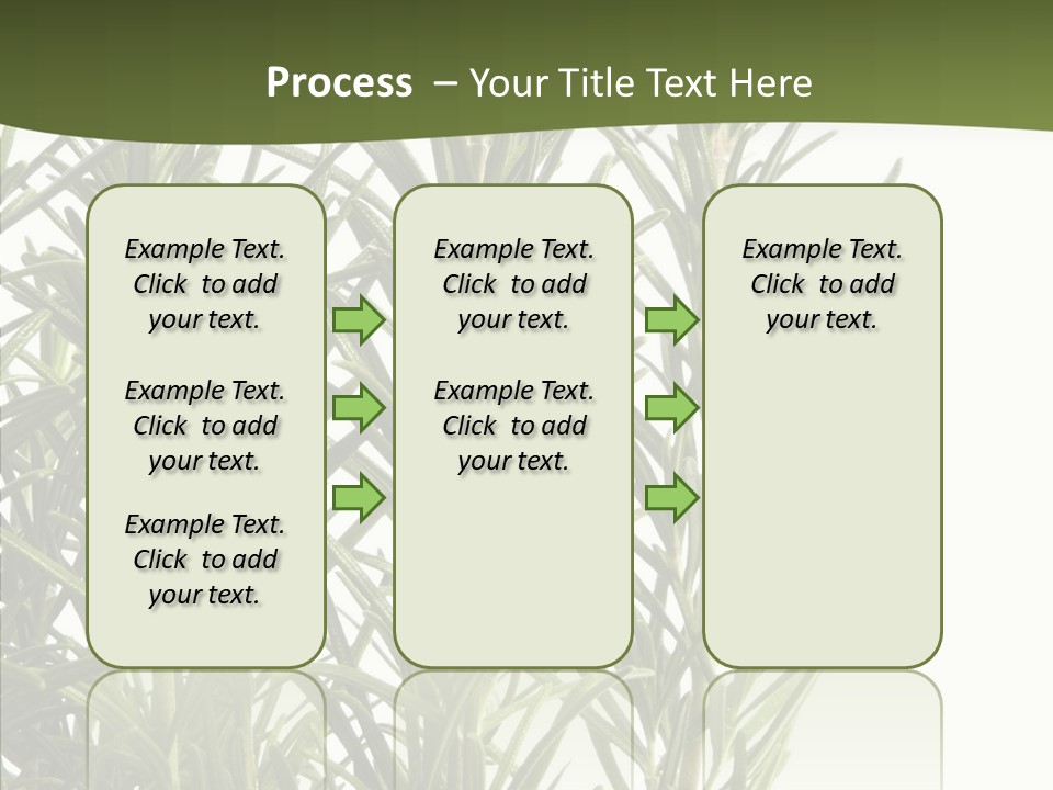 Tree Evergreen Spice PowerPoint Template