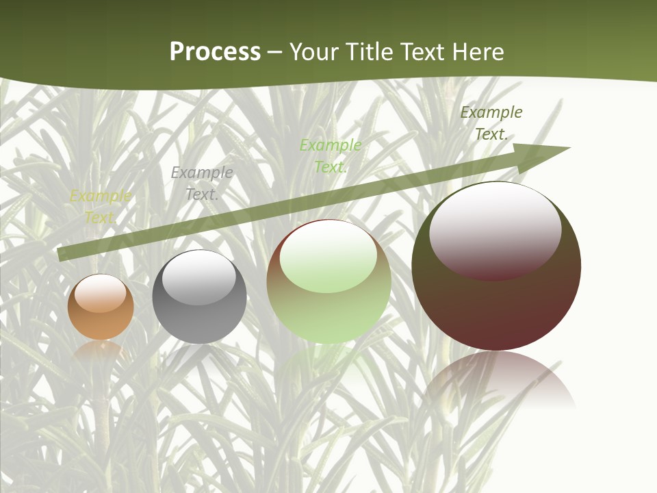 Tree Evergreen Spice PowerPoint Template