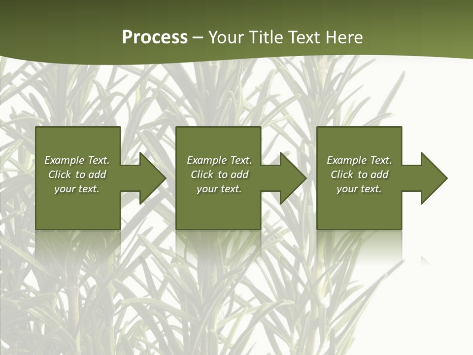 Tree Evergreen Spice PowerPoint Template