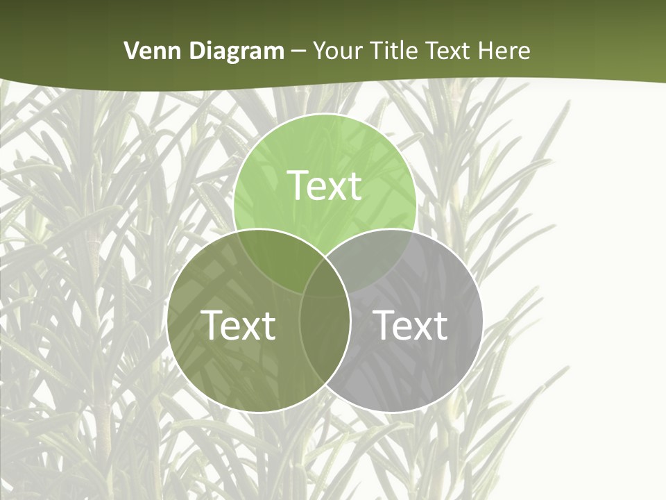 Tree Evergreen Spice PowerPoint Template