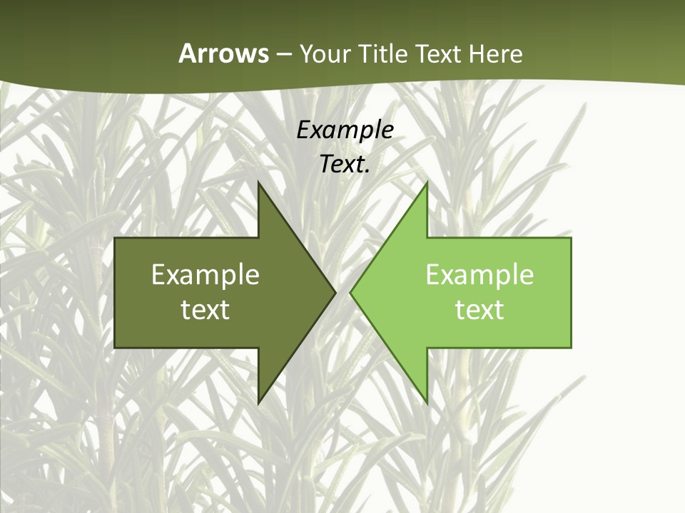 Tree Evergreen Spice PowerPoint Template