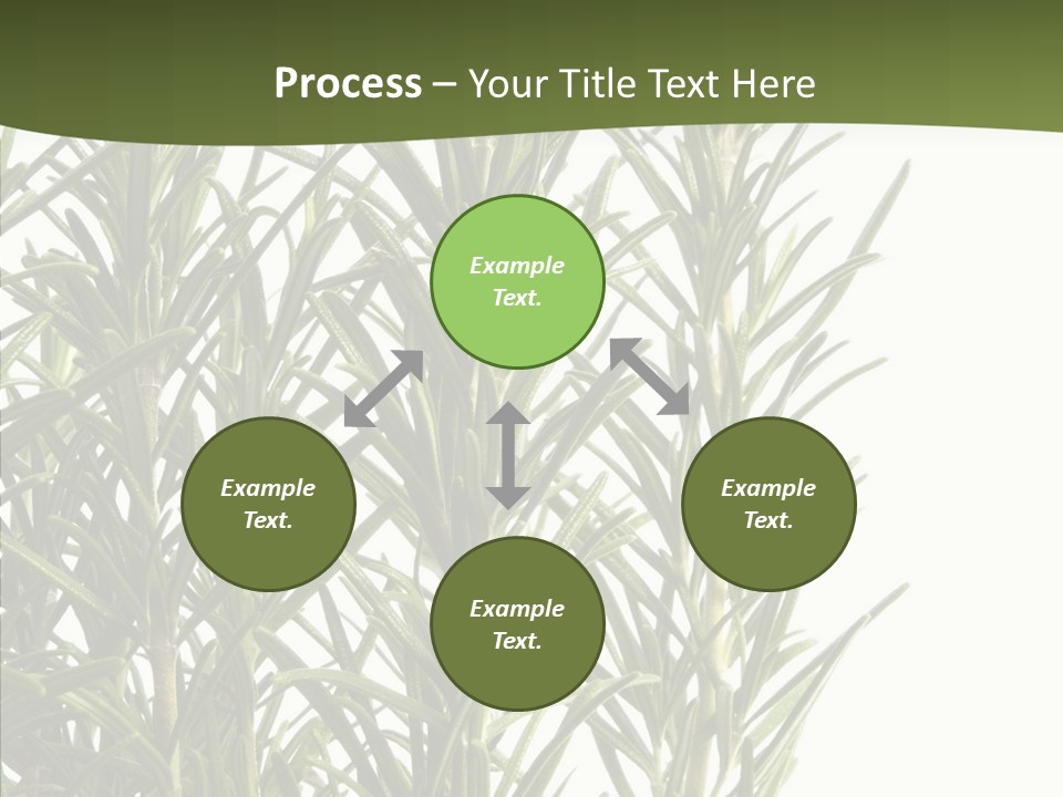 Tree Evergreen Spice PowerPoint Template