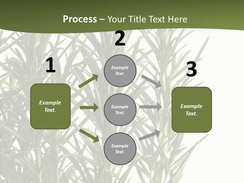 Tree Evergreen Spice PowerPoint Template