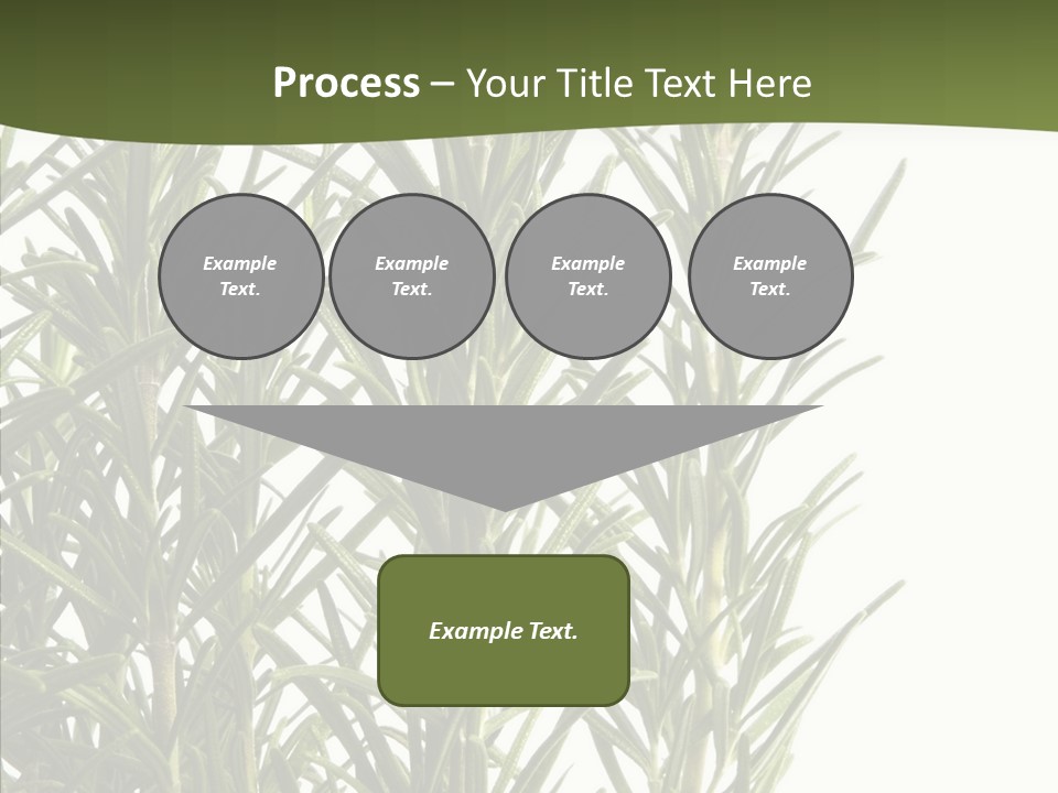 Tree Evergreen Spice PowerPoint Template