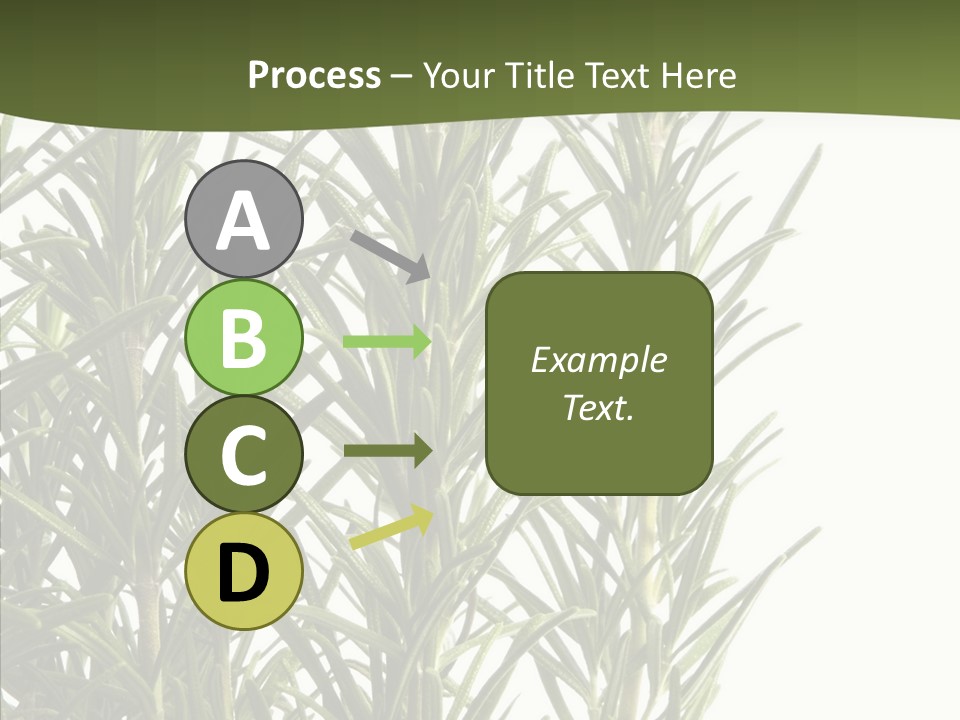 Tree Evergreen Spice PowerPoint Template