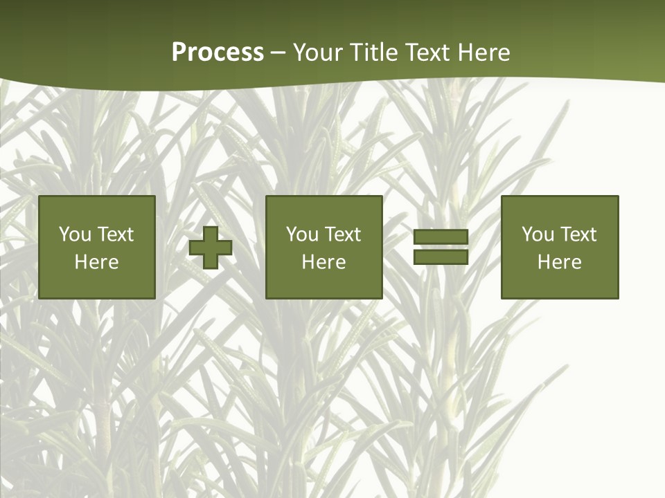 Tree Evergreen Spice PowerPoint Template