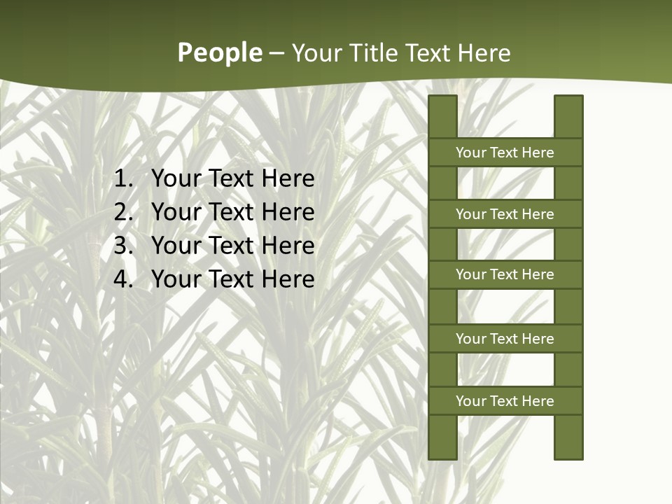 Tree Evergreen Spice PowerPoint Template