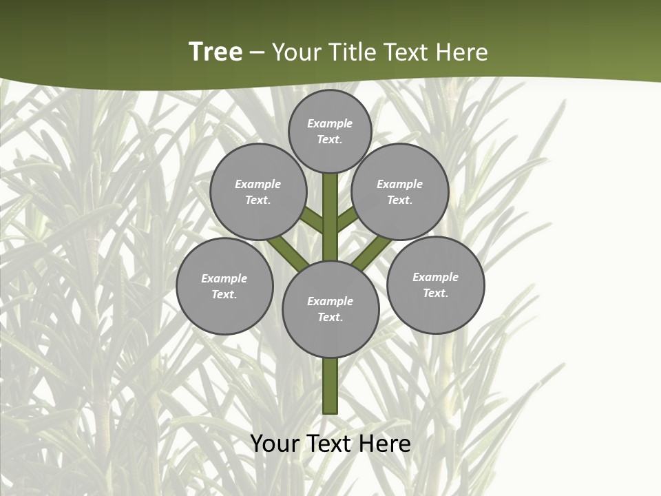 Tree Evergreen Spice PowerPoint Template