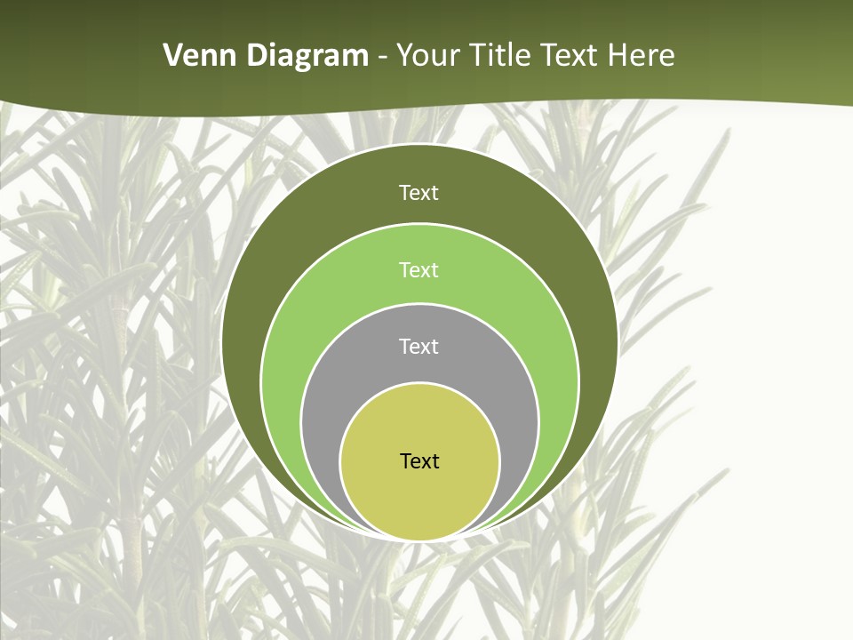 Tree Evergreen Spice PowerPoint Template