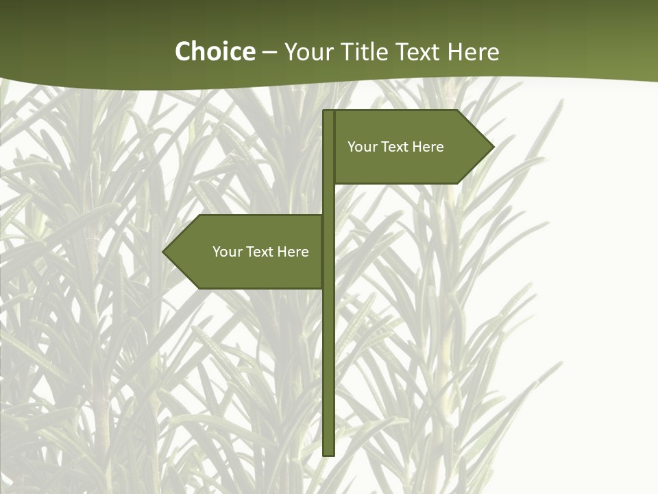 Tree Evergreen Spice PowerPoint Template