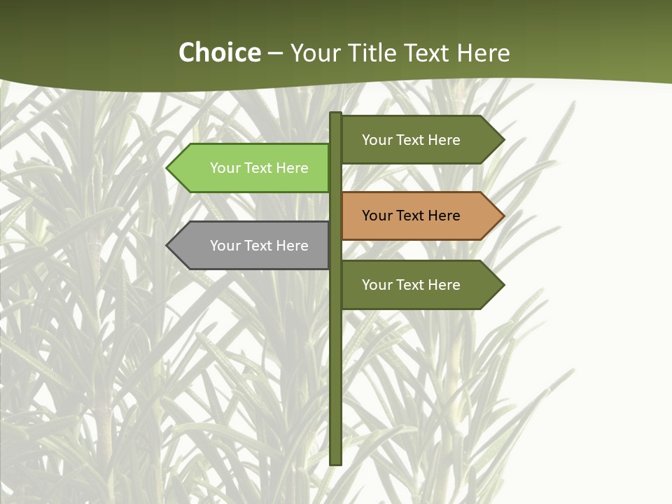 Tree Evergreen Spice PowerPoint Template