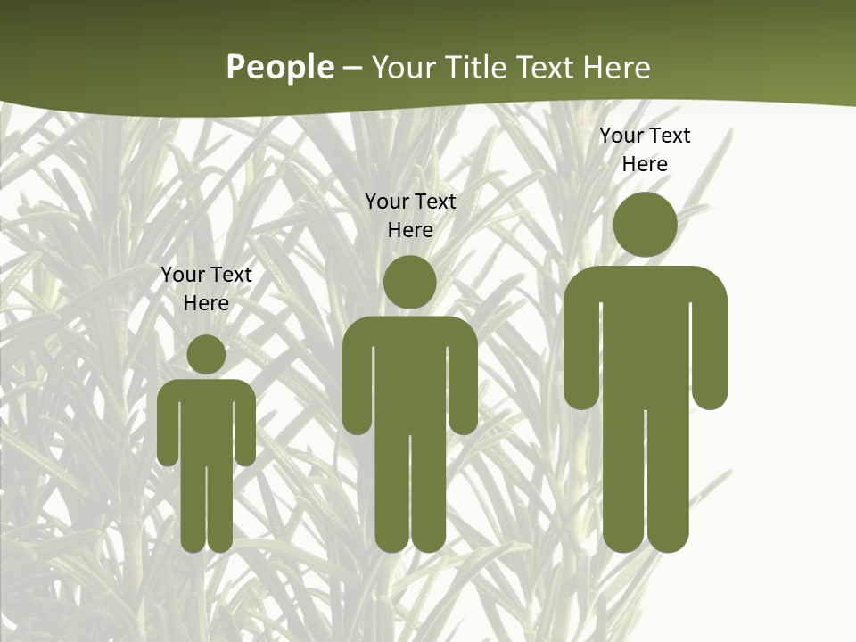 Tree Evergreen Spice PowerPoint Template