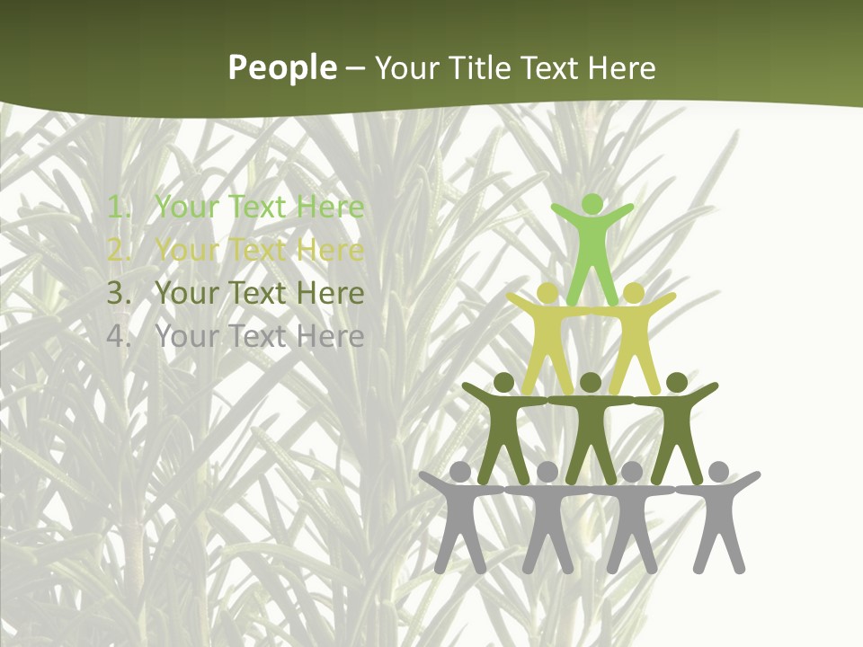 Tree Evergreen Spice PowerPoint Template