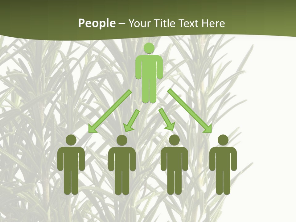 Tree Evergreen Spice PowerPoint Template