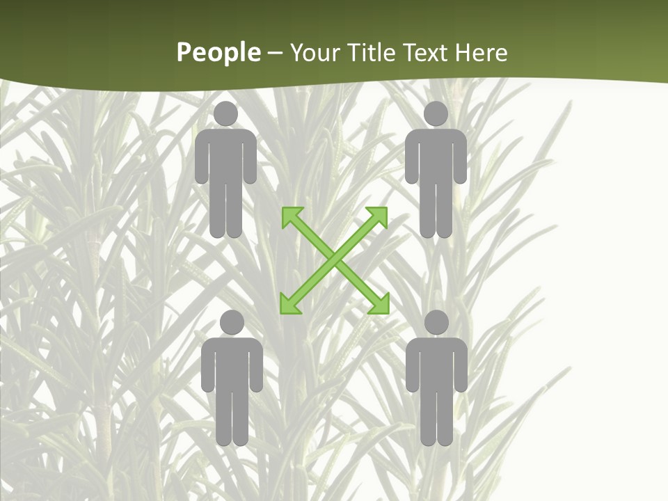 Tree Evergreen Spice PowerPoint Template