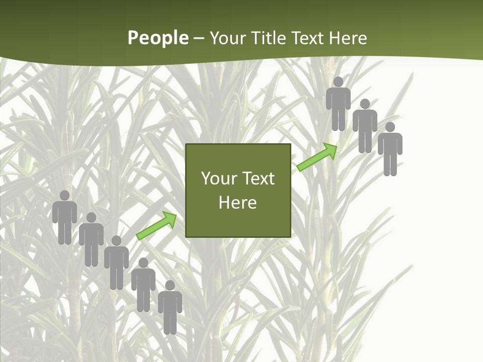 Tree Evergreen Spice PowerPoint Template