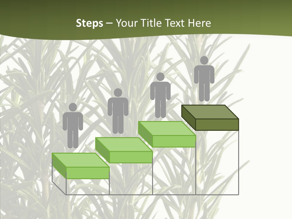 Tree Evergreen Spice PowerPoint Template