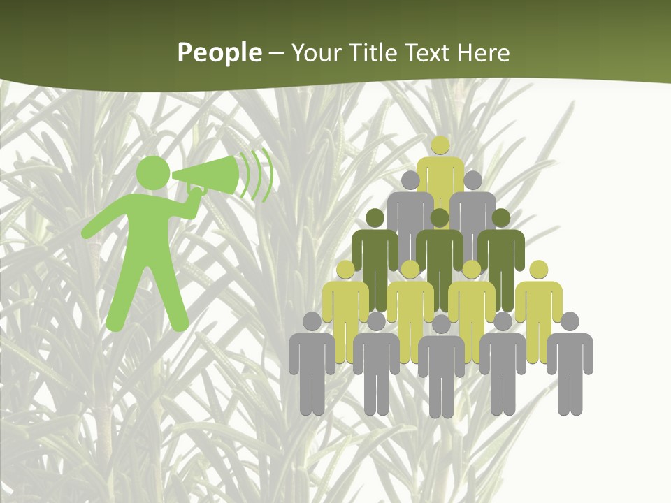 Tree Evergreen Spice PowerPoint Template