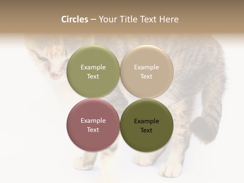 Grooming Smoke Sleep PowerPoint Template