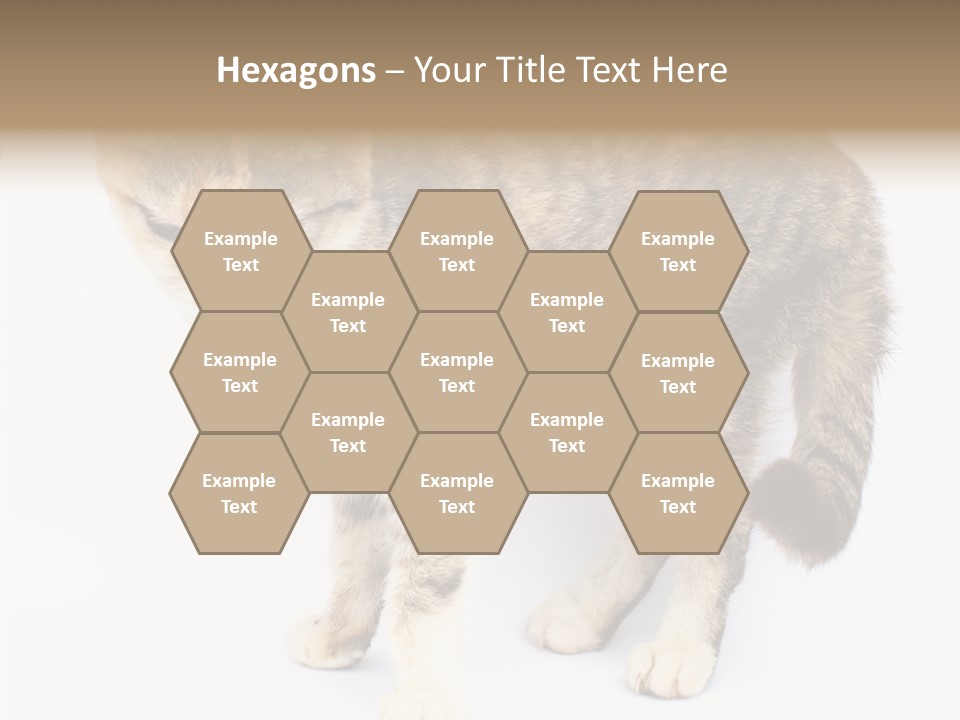 Grooming Smoke Sleep PowerPoint Template