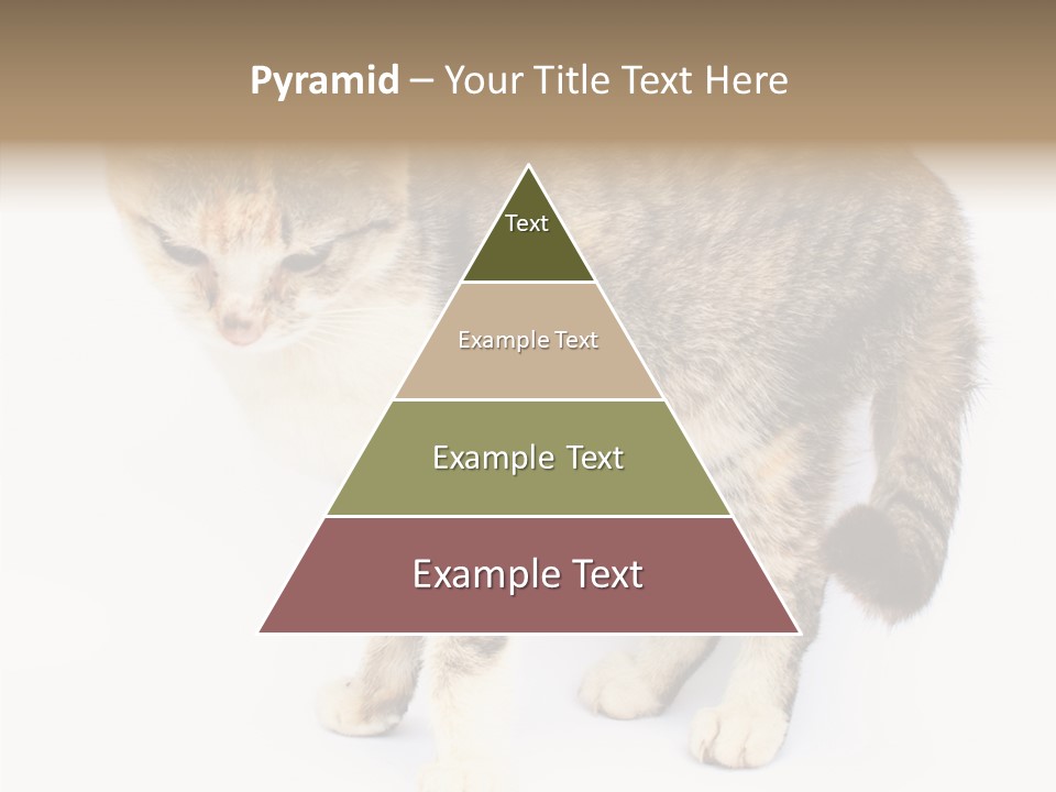 Grooming Smoke Sleep PowerPoint Template