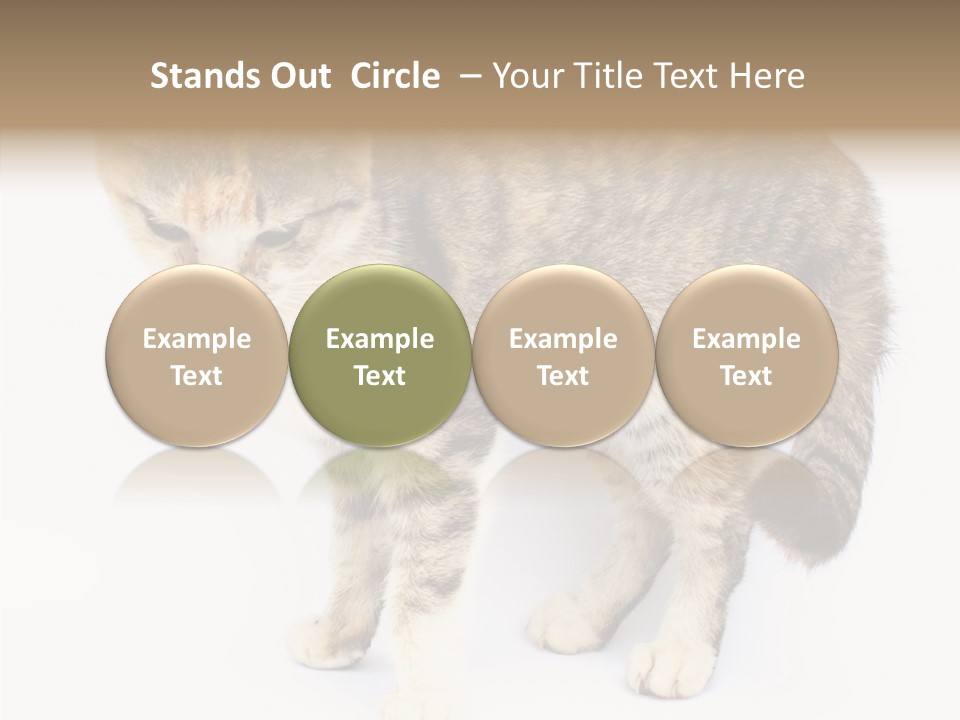 Grooming Smoke Sleep PowerPoint Template