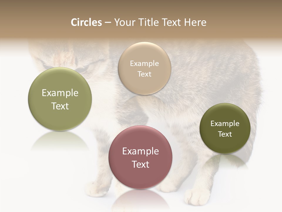 Grooming Smoke Sleep PowerPoint Template