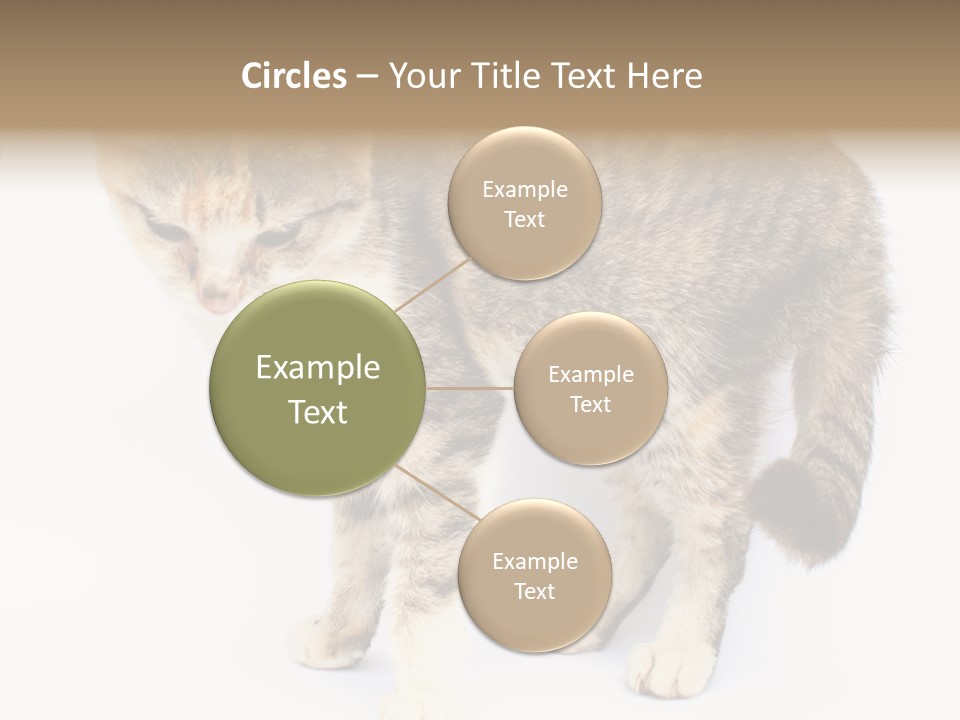 Grooming Smoke Sleep PowerPoint Template