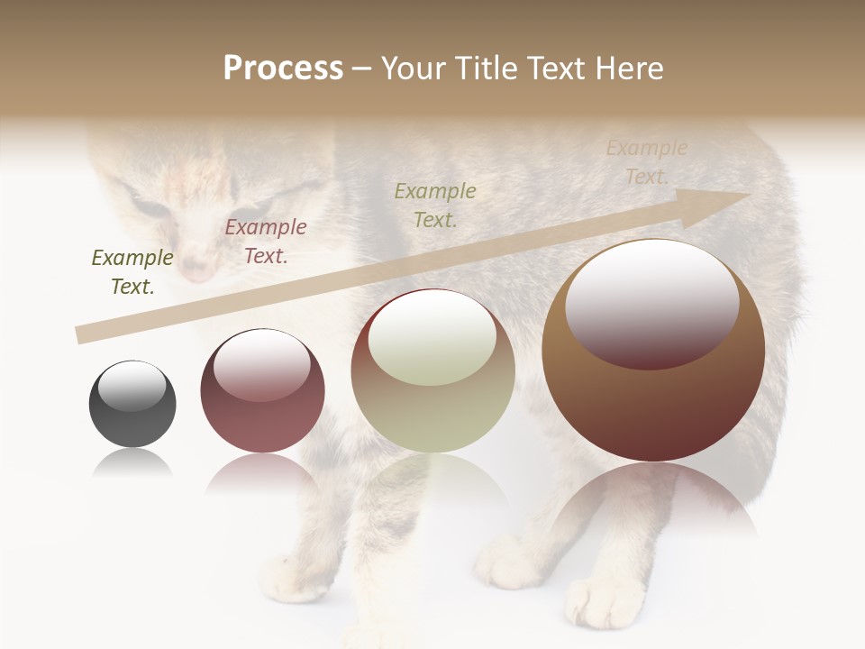 Grooming Smoke Sleep PowerPoint Template