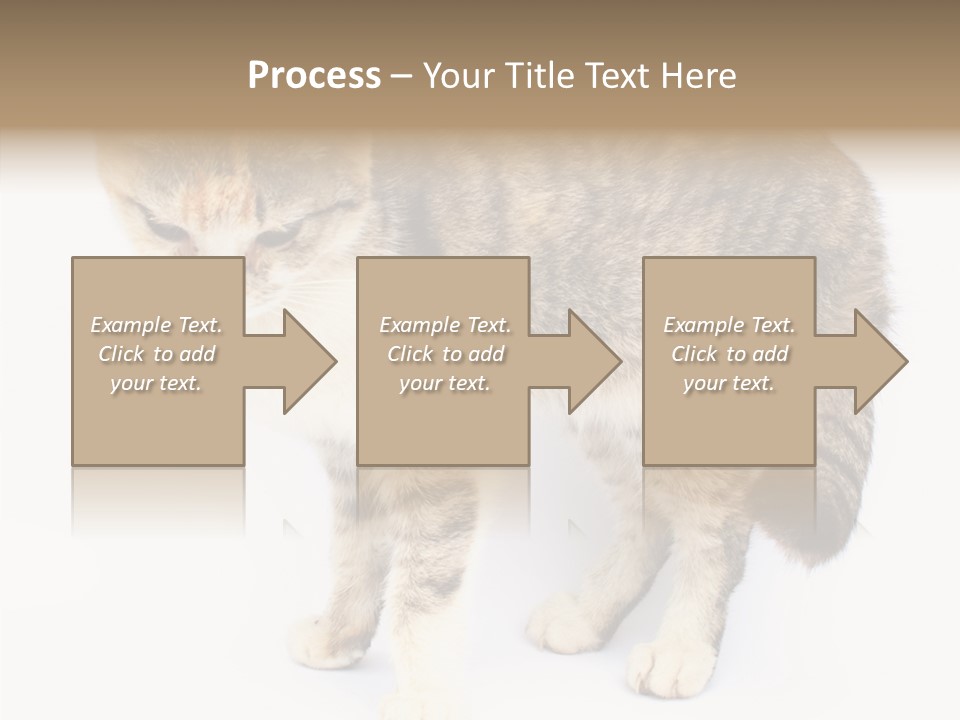 Grooming Smoke Sleep PowerPoint Template