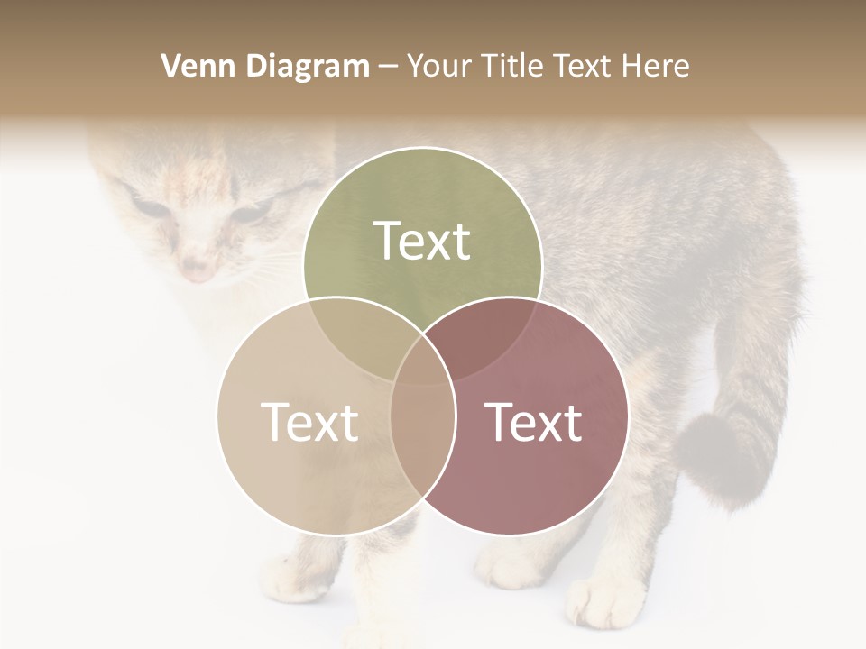 Grooming Smoke Sleep PowerPoint Template