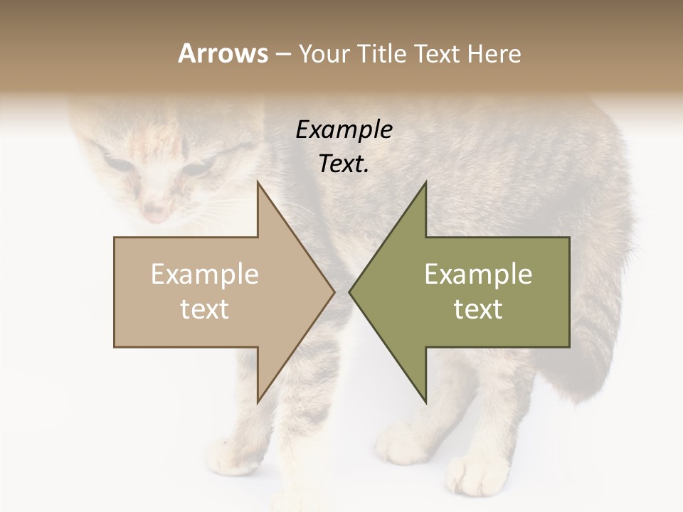 Grooming Smoke Sleep PowerPoint Template