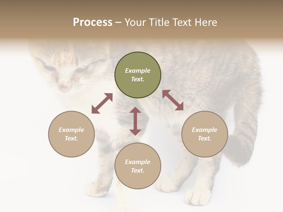 Grooming Smoke Sleep PowerPoint Template